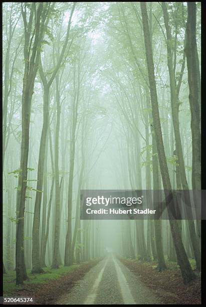 tree lined avenue, buchenwald - concentration camp stock pictures, royalty-free photos & images