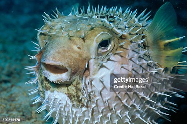 balloonfish expanded - balloonfish imagens e fotografias de stock