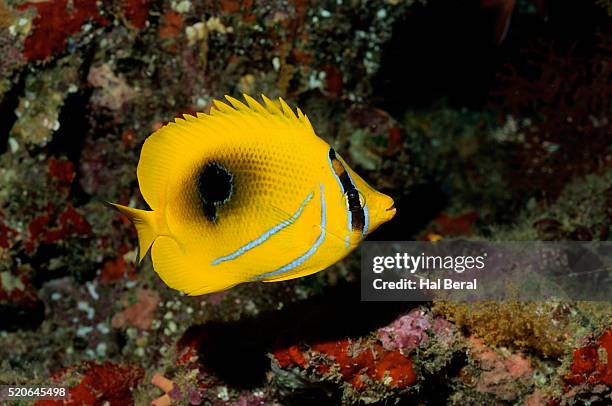 bennett's butterflyfish - chaetodon bennetti stock pictures, royalty-free photos & images