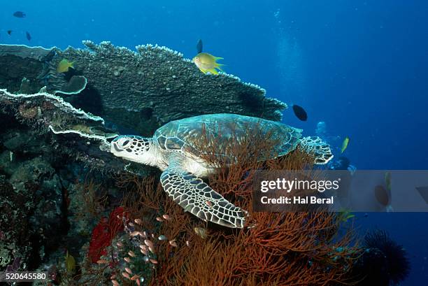 48 Green Sea Turtle Hal Beral Stock Photos, High-Res Pictures, and ...