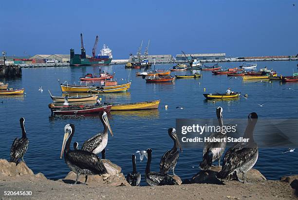 pelicans in the harbour at arica - arica fotografías e imágenes de stock