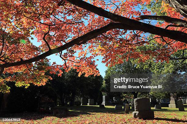 princeton cemetery with autumn colors - princeton new jersey stock-fotos und bilder