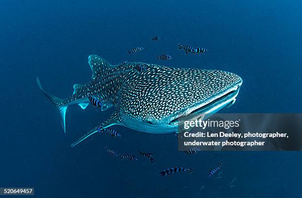 whale shark with pilot fishes and remoras - rémora fotografías e imágenes de stock