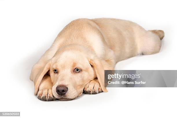 a 12 weeks yellow labrador puppie! - labrador puppy on white stock pictures, royalty-free photos & images