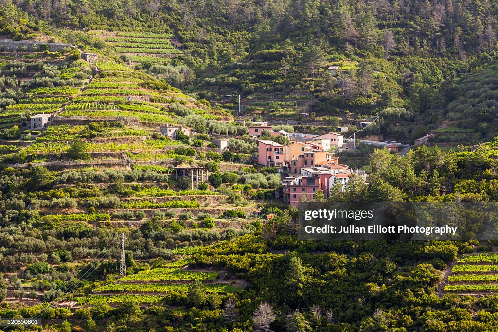 Terraced vineyards in Cinque Terre, Italy