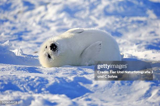 harp seal - harp seal stock pictures, royalty-free photos & images