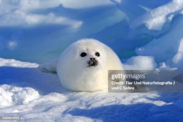 harp seal - baby seal stock pictures, royalty-free photos & images