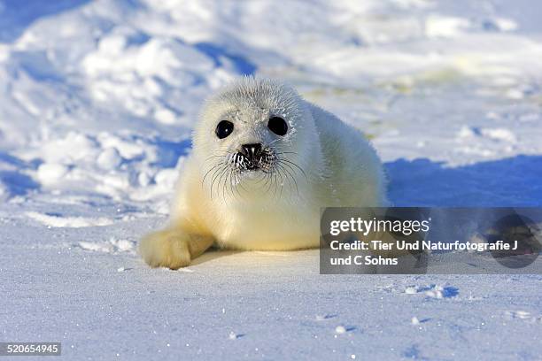 harp seal - seehundjunges stock-fotos und bilder