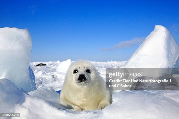 harp seal - harp seal stock pictures, royalty-free photos & images