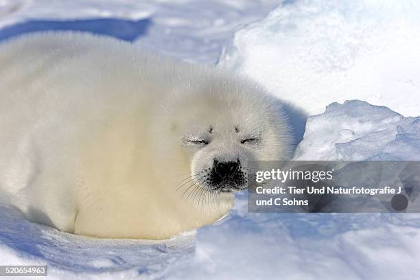 harp seal - harp seal stock pictures, royalty-free photos & images
