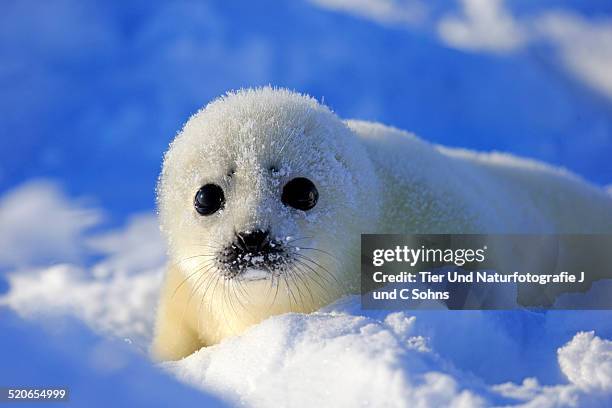 harp seal - islas de la magdalena fotografías e imágenes de stock