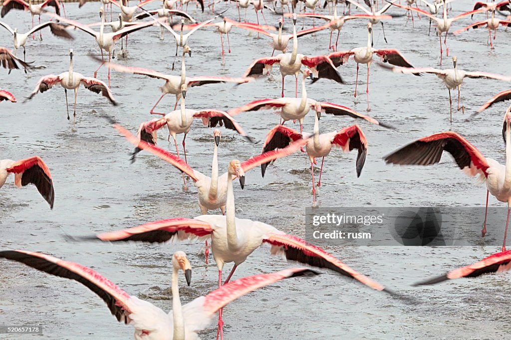 Running flamingos in Camargue, France