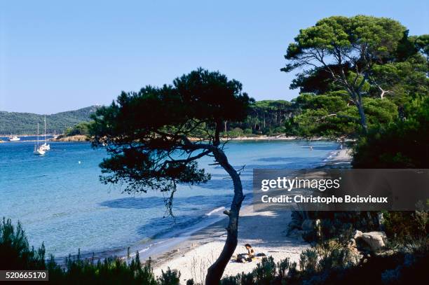 trees along beach - porquerolles photos et images de collection