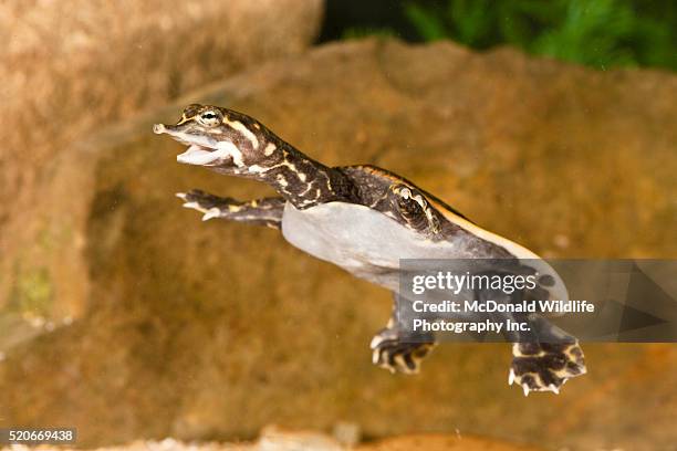 florida softshell turtle swimming - florida softshell turtle stock pictures, royalty-free photos & images