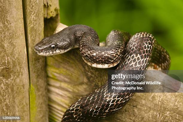 black rat snake on fence - rat snake stock pictures, royalty-free photos & images