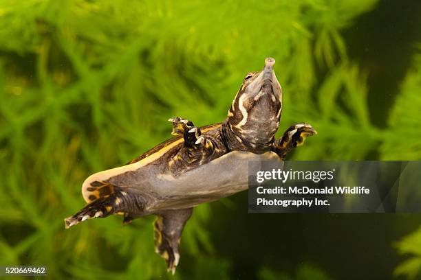 florida softshell turtle swimming - florida softshell turtle stock pictures, royalty-free photos & images