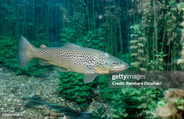 trout (salmo trutta), germany - trout stock-fotos und bilder