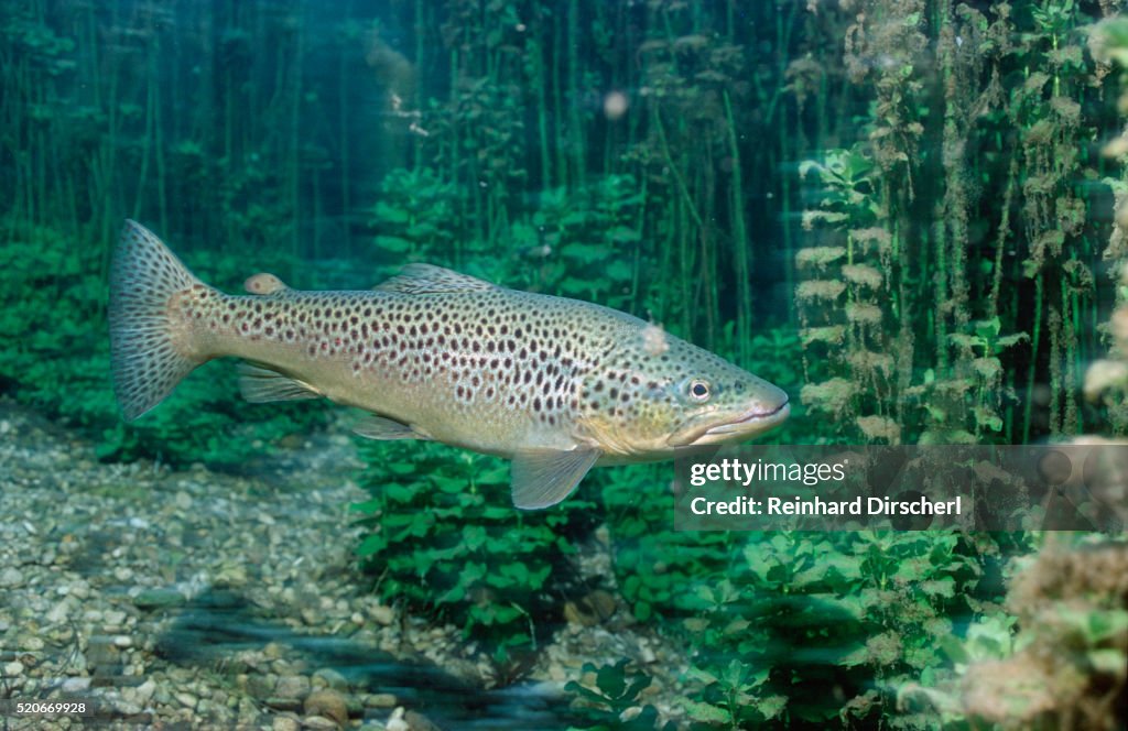 Trout (Salmo trutta), Germany