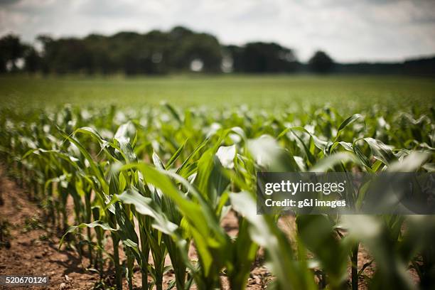 corn field - landwirtschaft stock-fotos und bilder