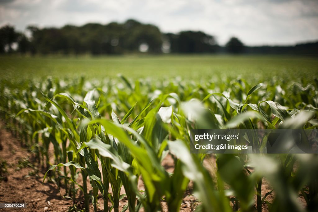 Corn field