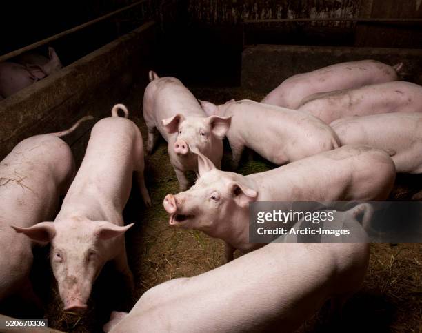 pigs on pig farm in iceland - varkenshok stockfoto's en -beelden
