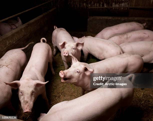 pigs on pig farm in iceland - pigsty stock pictures, royalty-free photos & images