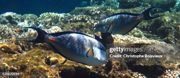 egypt, marsa alam region, red sea, coral reef, sohal surgeon fish (acanthurus sohal) - acanthurus sohal stock pictures, royalty-free photos & images