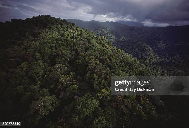 new guinea rainforest - パプアニューギニア ストックフォトと画像