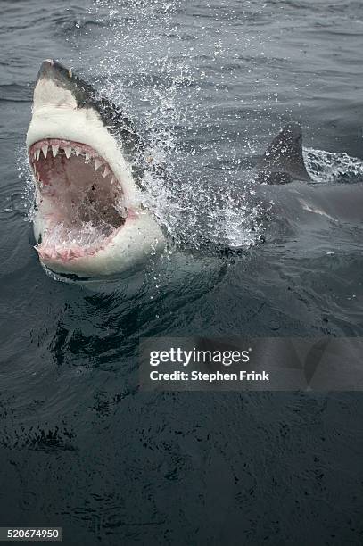 great white shark emerging from ocean - breeches stock pictures, royalty-free photos & images