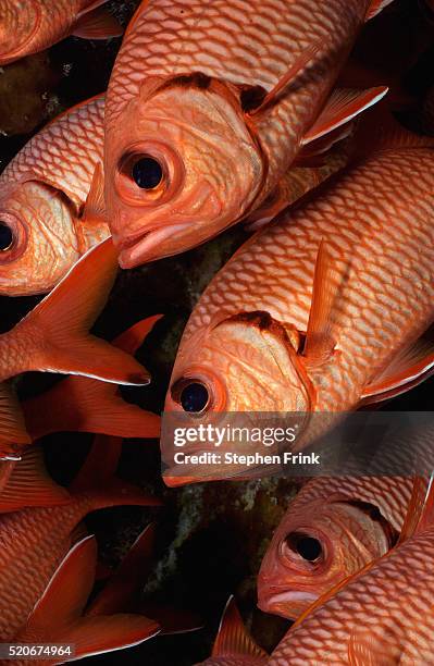 whitetip soldierfish school beneath coral ledge - whitetip soldierfish stock pictures, royalty-free photos & images