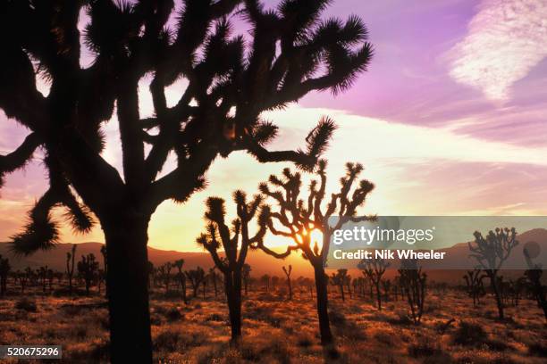 Joshua Trees in Late Afternoon