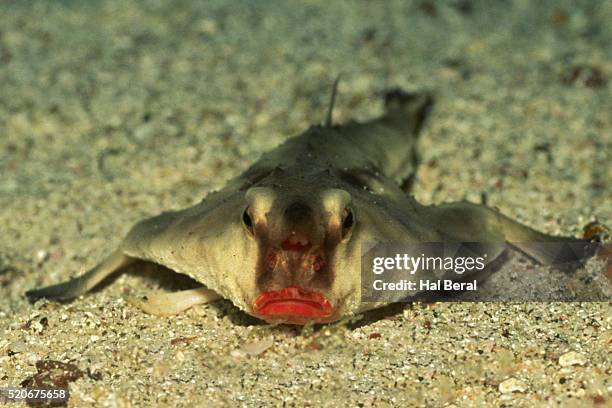 red-lipped batfish (ogcocephalus darwini) galapagos islands, equador - anglerfish stock pictures, royalty-free photos & images