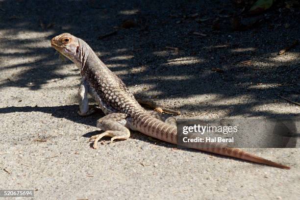 california whiptail lizard (aspidoscelis tigris munda) baja california - lizard stock pictures, royalty-free photos & images