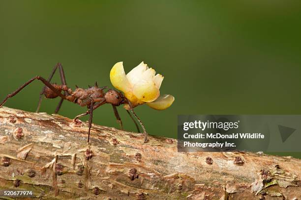 leaf-cutting ant carrying leaves - bladskärarmyra bildbanksfoton och bilder