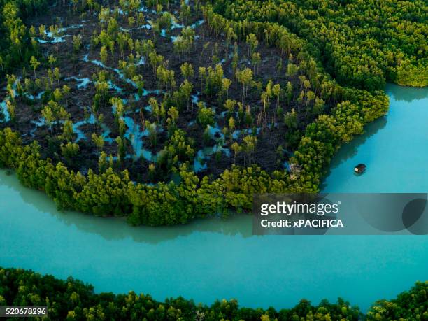 a mangrove forest extending into the ocean at the tip of peninsular malaysia - malese foto e immagini stock