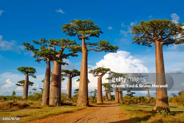 madagascar, morondava, baobab trees - madagascar imagens e fotografias de stock