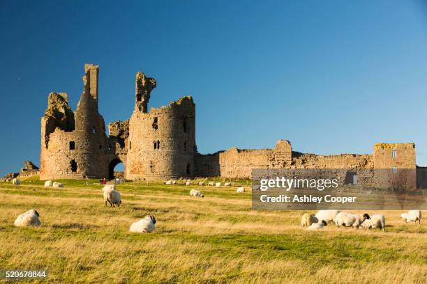 dunstanburgh castle on northumberlands coast near craster. - northumberland stock pictures, royalty-free photos & images