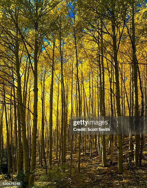 mount moriah wilderness, nevada, usa - american aspen tree stock pictures, royalty-free photos & images