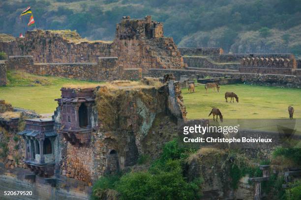 india, rajasthan, ranthambore fort, grazing horses - ranthambore fort stock pictures, royalty-free photos & images