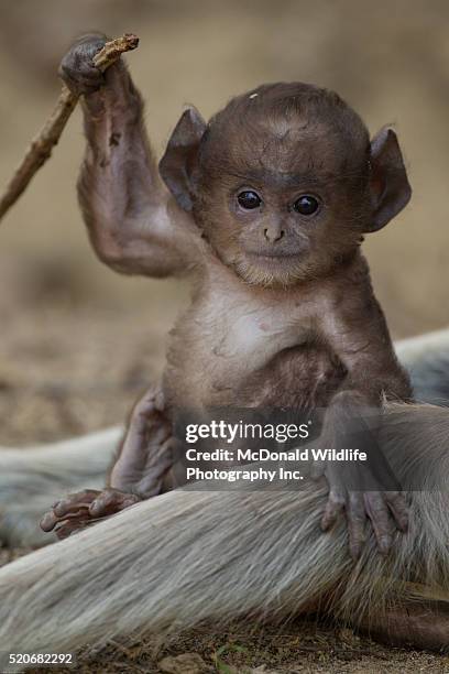 hanuman langur baby playing with stick - leaf monkey bildbanksfoton och bilder