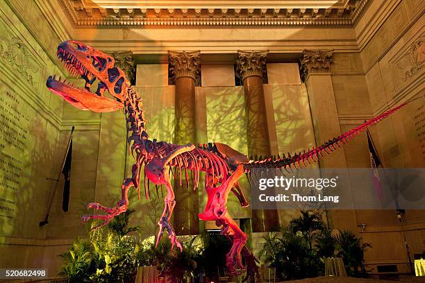 the skeleton of an allosaurus with colored lights in the entranc - allosaurus skeleton stock-fotos und bilder