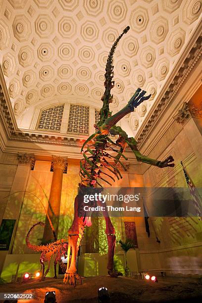 Barosaurus Photos And Premium High Res Pictures Getty Images barosaurus-photos-and-premium-high-res-pictures-getty-images