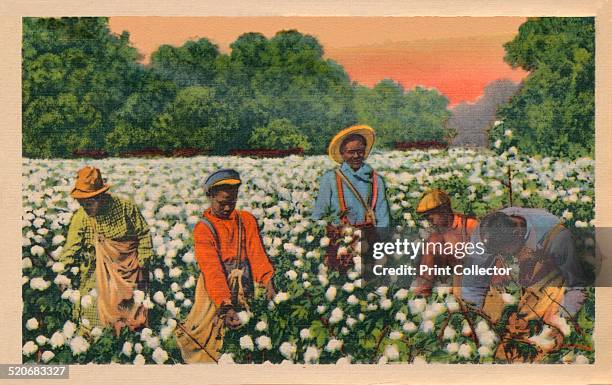 Cotton Picking, Augusta, Georgia, 1943. Cultivation of cotton using slaves brought huge profits to the owners of large plantations, making them some...