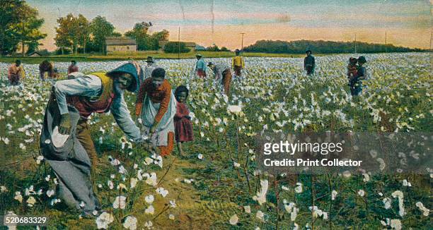 Cotton Picking, Augusta, Georgia, c1900. Cultivation of cotton using slaves brought huge profits to the owners of large plantations, making them some...