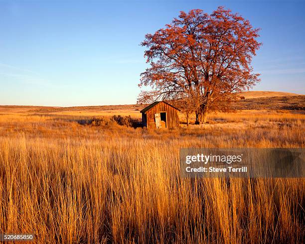 Rustic Tree Images 182 Rustic Tree Border Stock Photos, High-Res Pictures, and Images ...