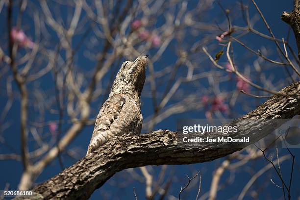 great potoo looking like tree branch - great potoo nyctibius grandis stock pictures, royalty-free photos & images