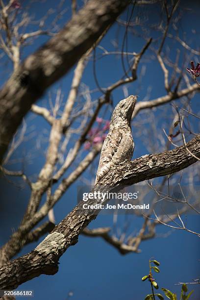 great potoo looking like tree branch - great potoo nyctibius grandis stock pictures, royalty-free photos & images