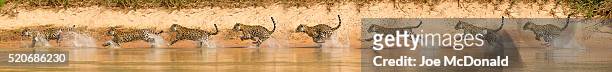jaguar running in river series - jaguar animal stock pictures, royalty-free photos & images