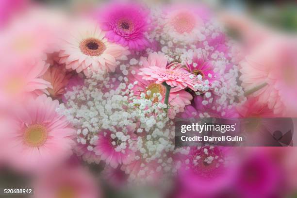 gerber daisy arrangement with selective focus - lisse stock pictures, royalty-free photos & images