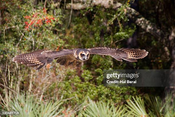 african wood owl in flight - african wood owl stock-fotos und bilder